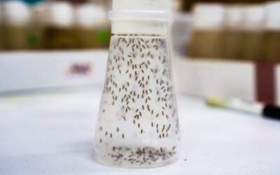 MOSCAS ATRAPADAS EN UNA BOTELLA
