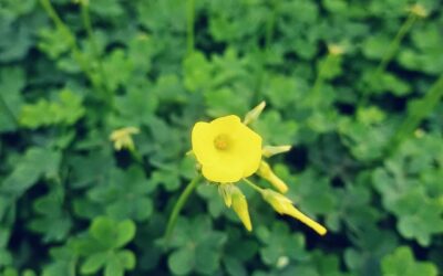 AYER REGUÉ LOS OLIVOS Y HOY FLORECIERON LAS OXALIS PES CAPRAE , CONOCIDAS POR AQUÍ COMO VINAGRETAS , QUE LLENAN LA VISTA DE PINCELADAS AMARILLAS SOBRE LOS VERDES Y MARRONES DE LA TIERRA Y OLIVOS .