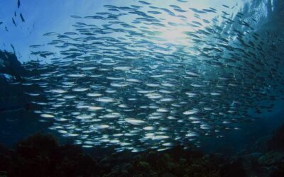 UN PESCADOR LLAMADO CONCIENCIA NAVEGABA POR EL OCÉANO LLAMADO EXISTENCIA.