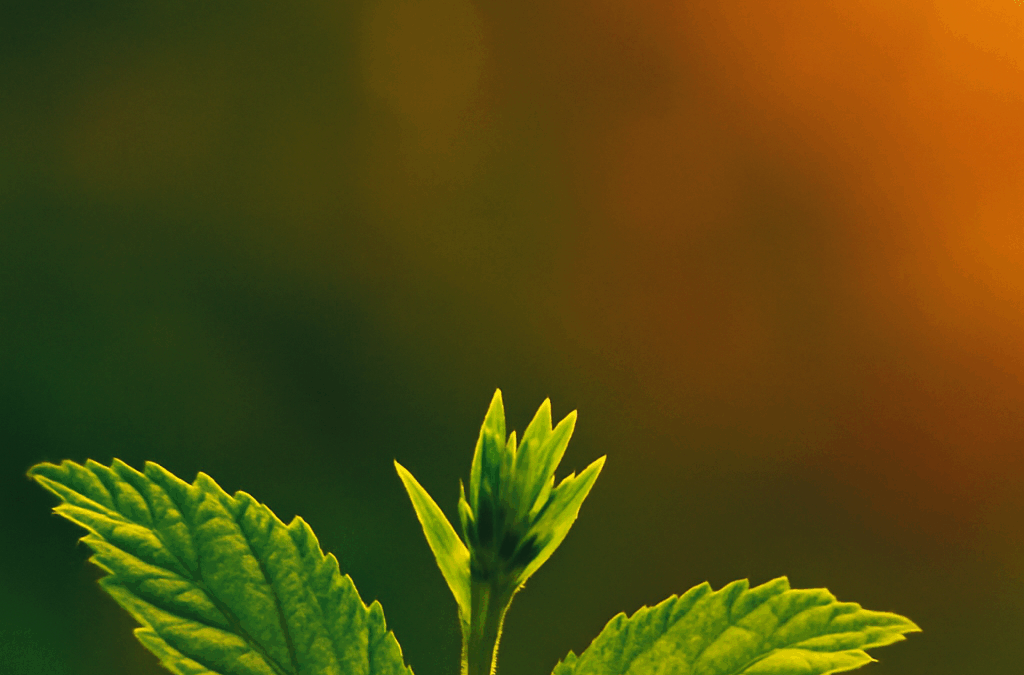 La Vida Secreta de las Plantas a la Luz de la Medicina Germánica: Un Campo Fértil para la Investigación y Aplicación Basado en los Descubrimientos del Dr. Hamer