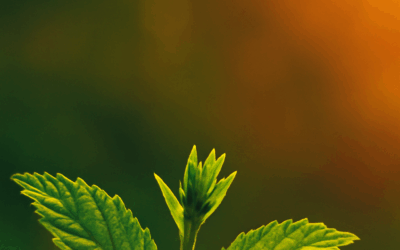 La Vida Secreta de las Plantas a la Luz de la Medicina Germánica: Un Campo Fértil para la Investigación y Aplicación Basado en los Descubrimientos del Dr. Hamer