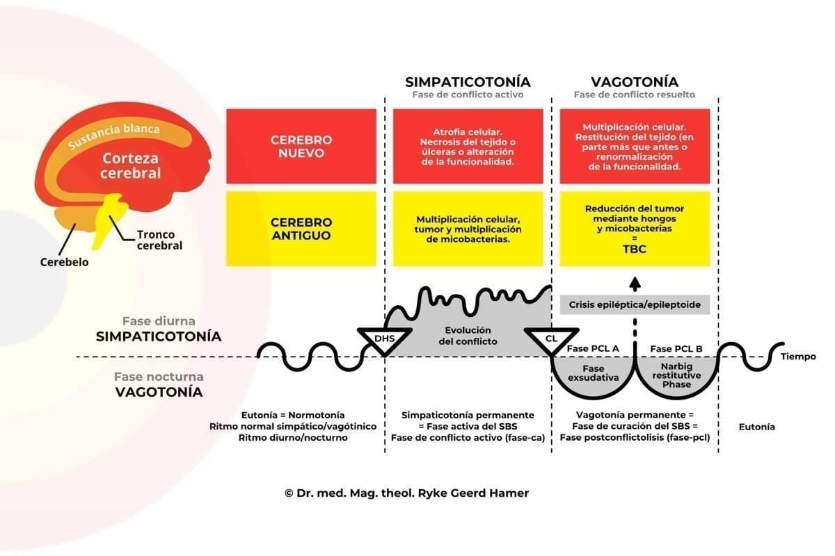 Diagrama de la Segunda Ley Biológica - Patrón Bifásico